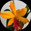 arya_underfoot